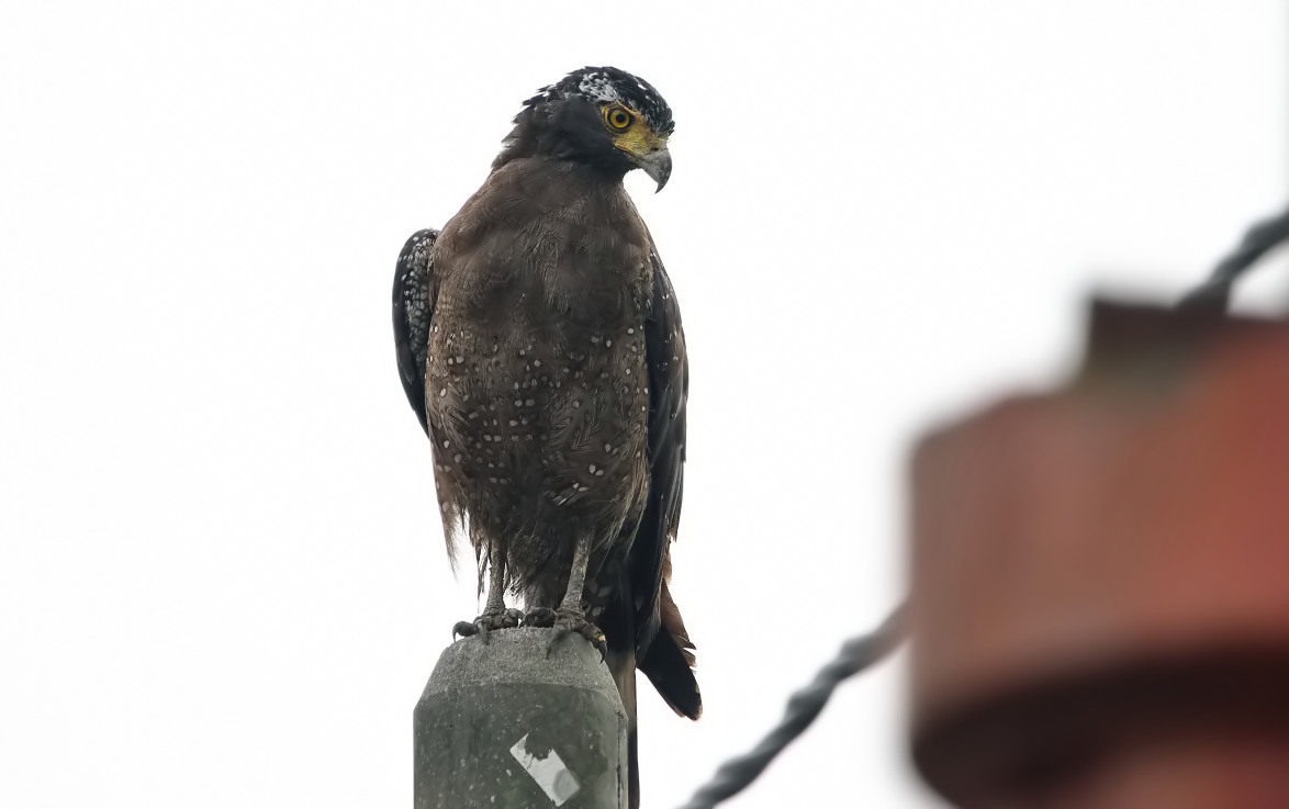 Crested Serpent-Eagle