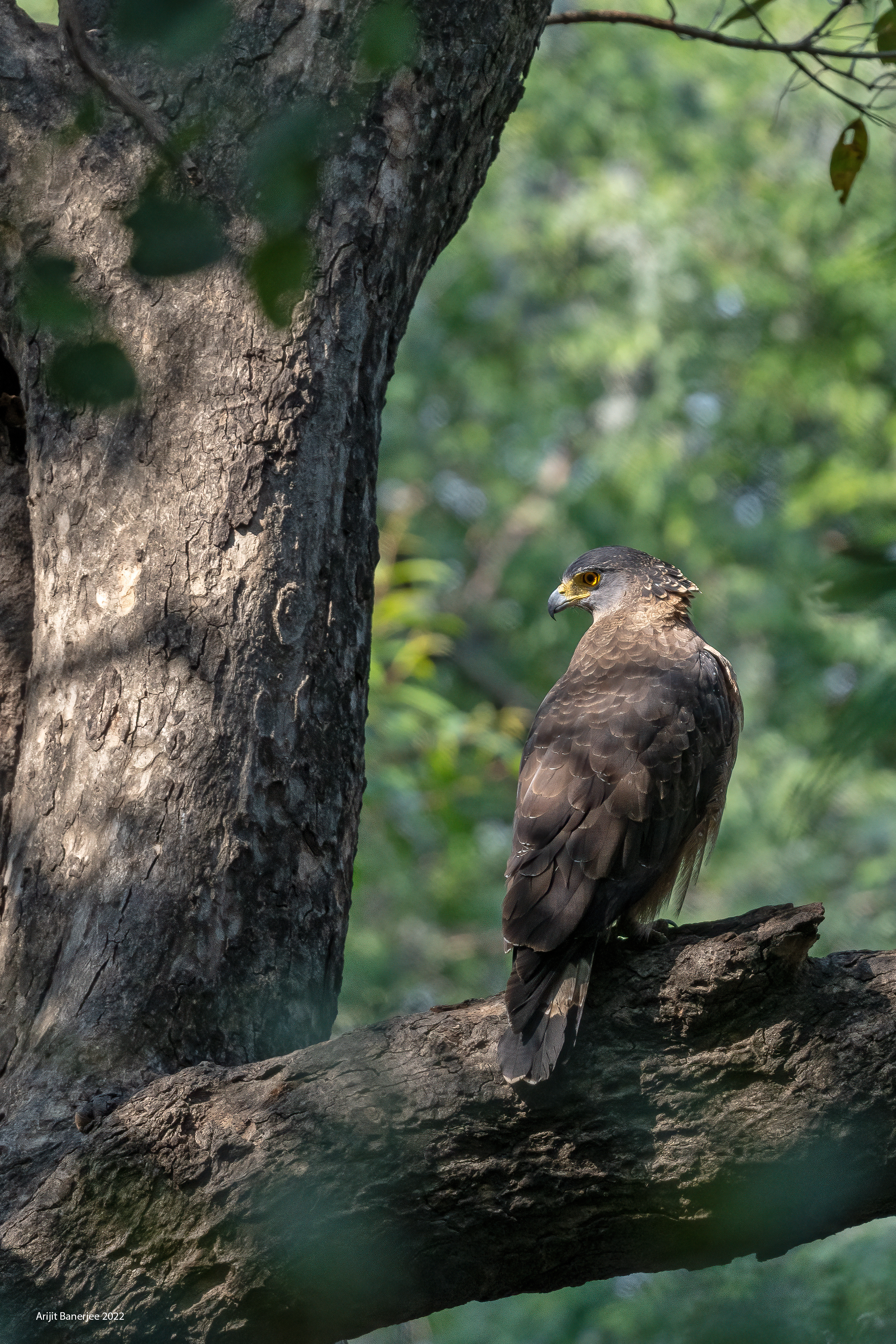 Crested Serpent Eagle