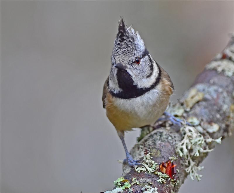 Crested Tit