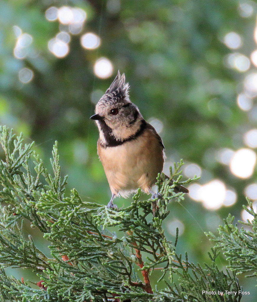 Crested Tit