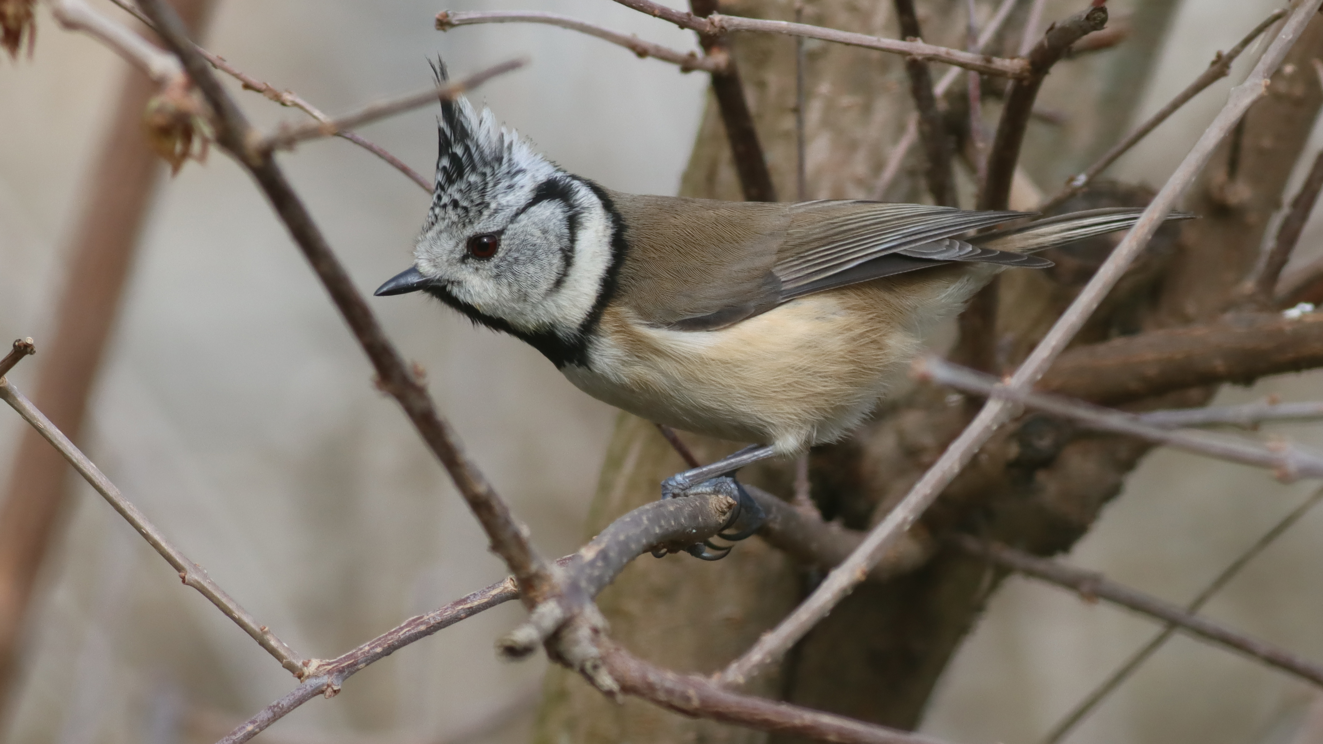 crested tit