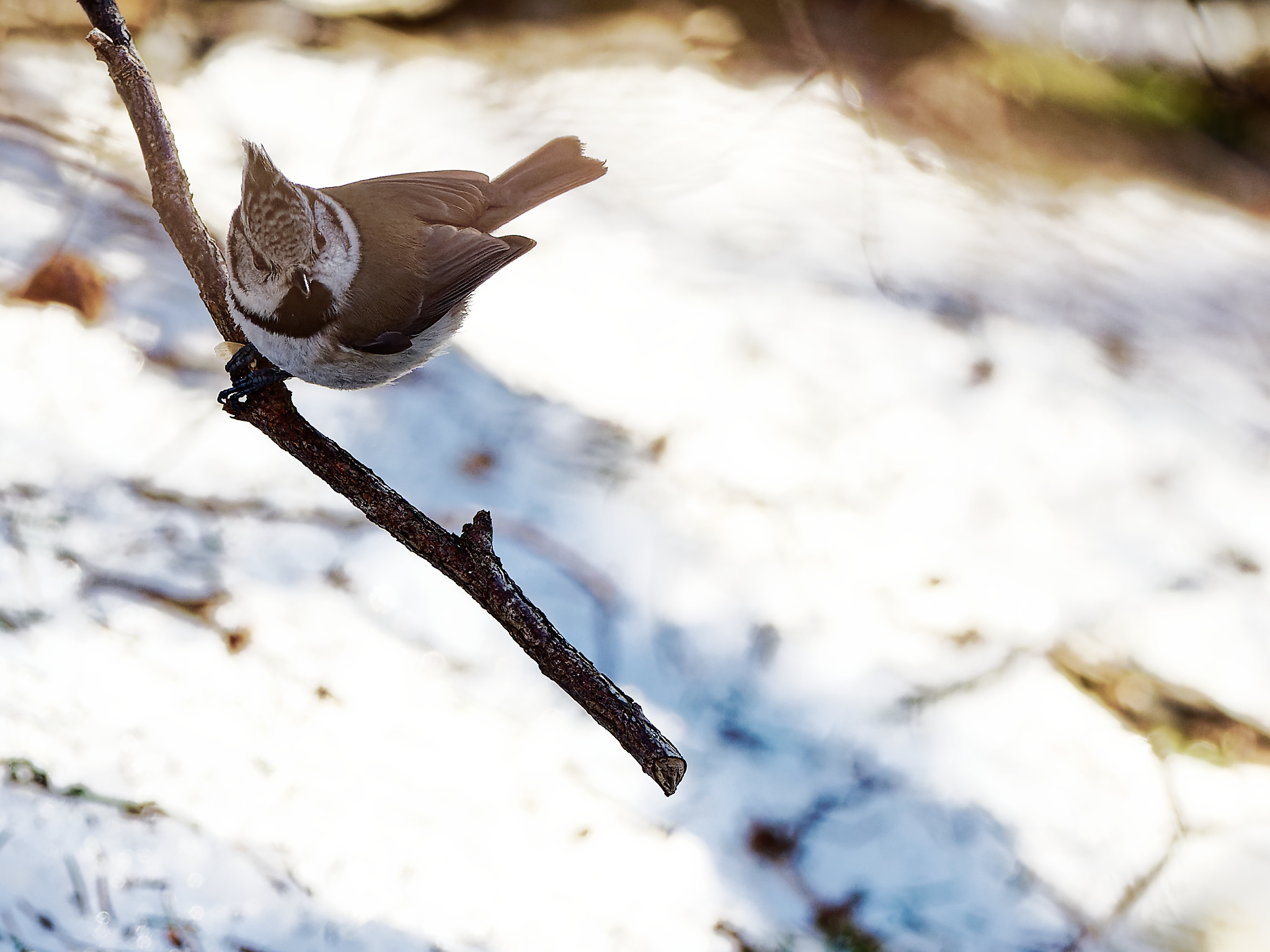 Crested tit