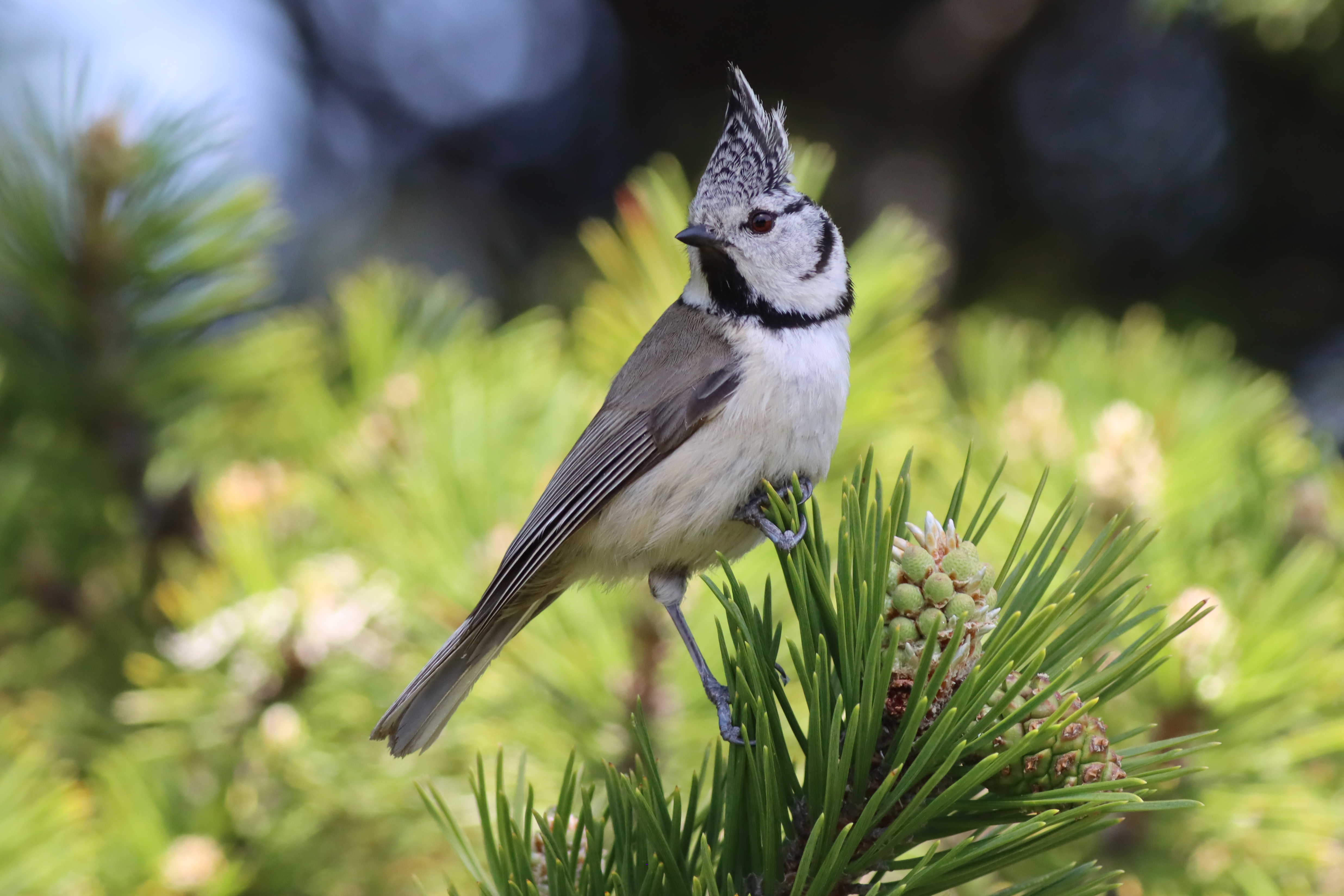 crested tit