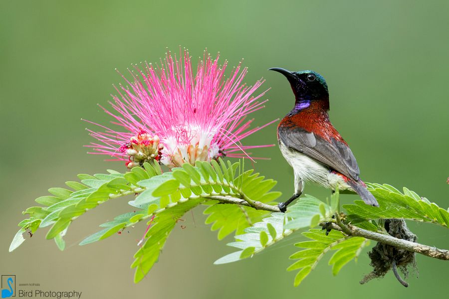 Crimson-backed Sunbird