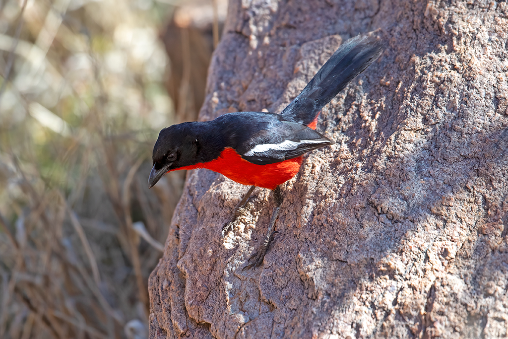 Crimson-breasted shrike