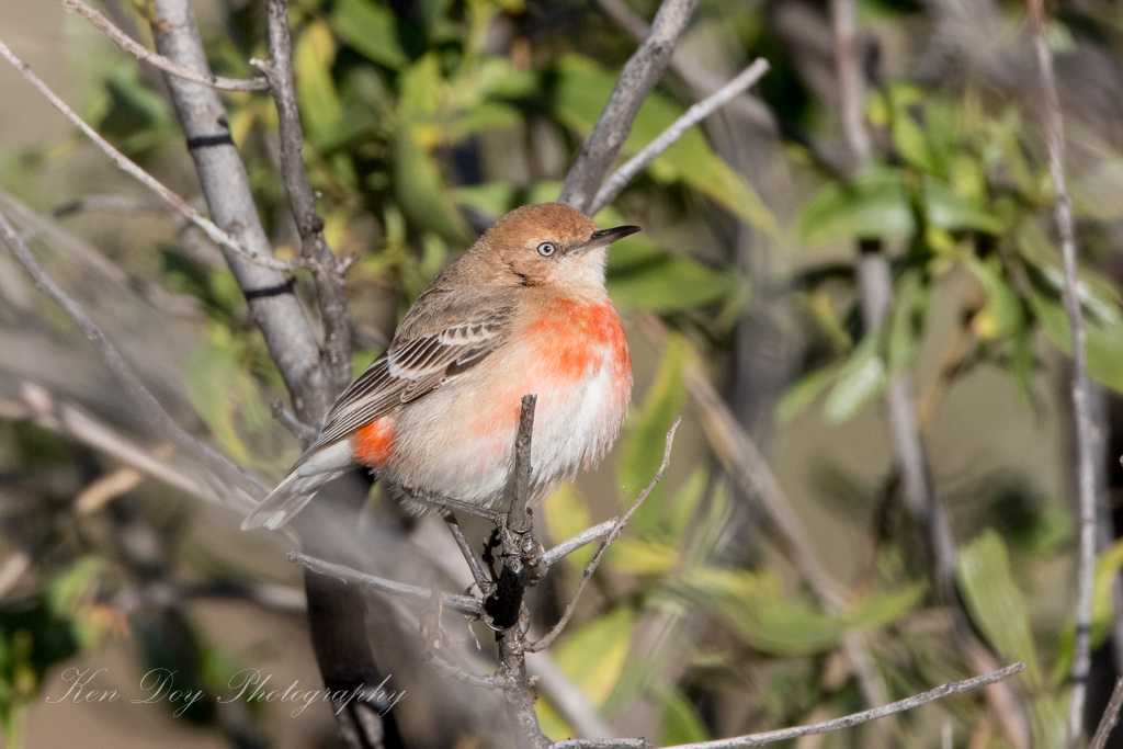 Crimson Chat ( F )