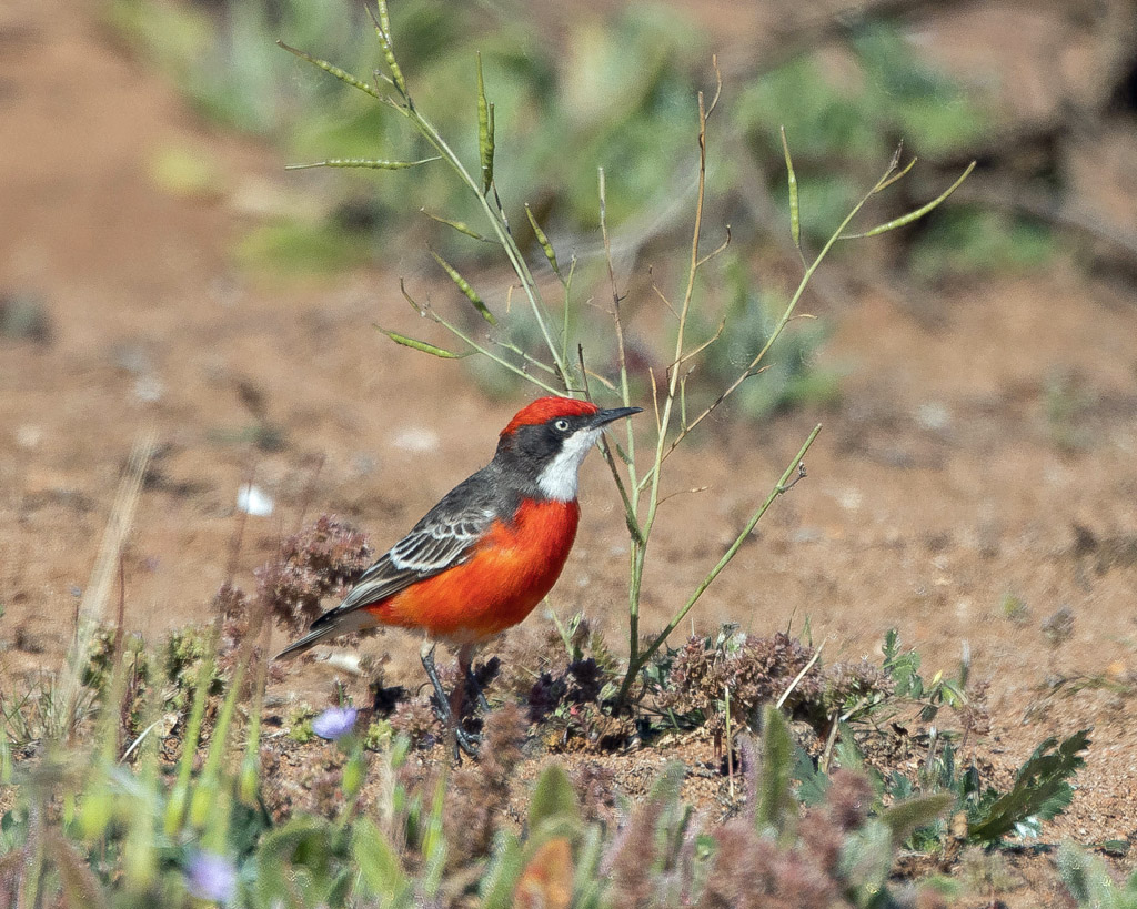 Crimson Chat