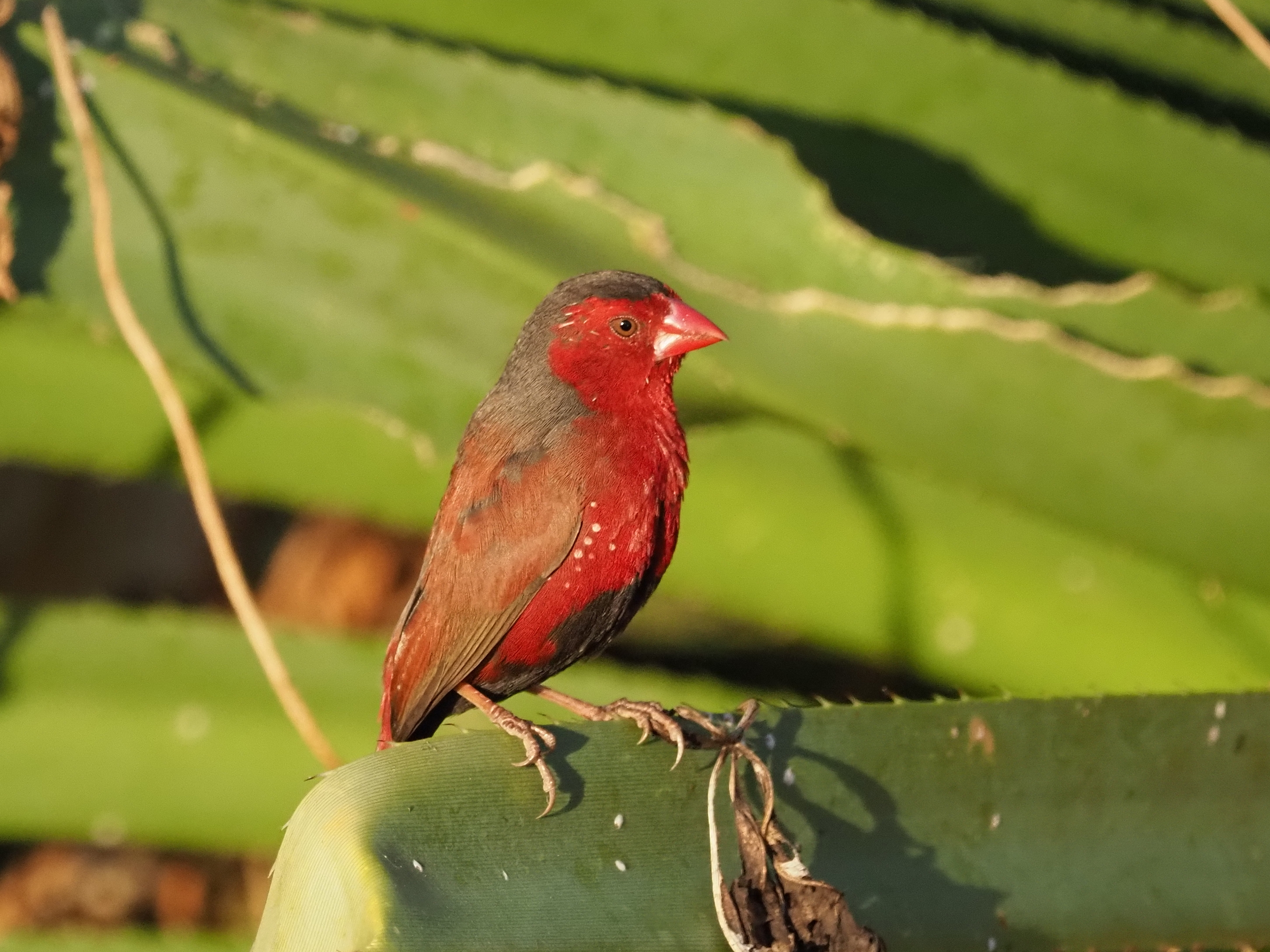 Crimson Finch