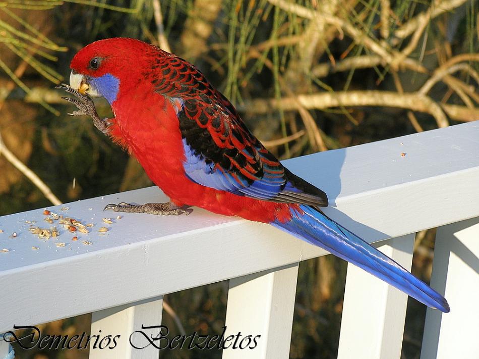 Crimson Rosella (Platycercus elegans)