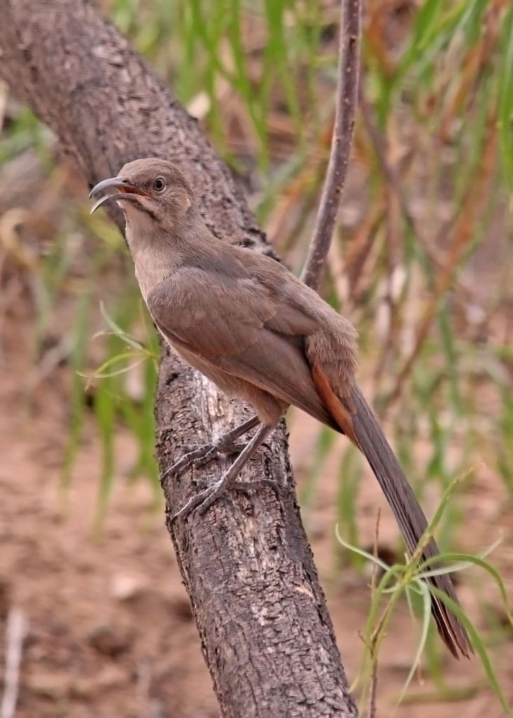 Crissal Thrasher II