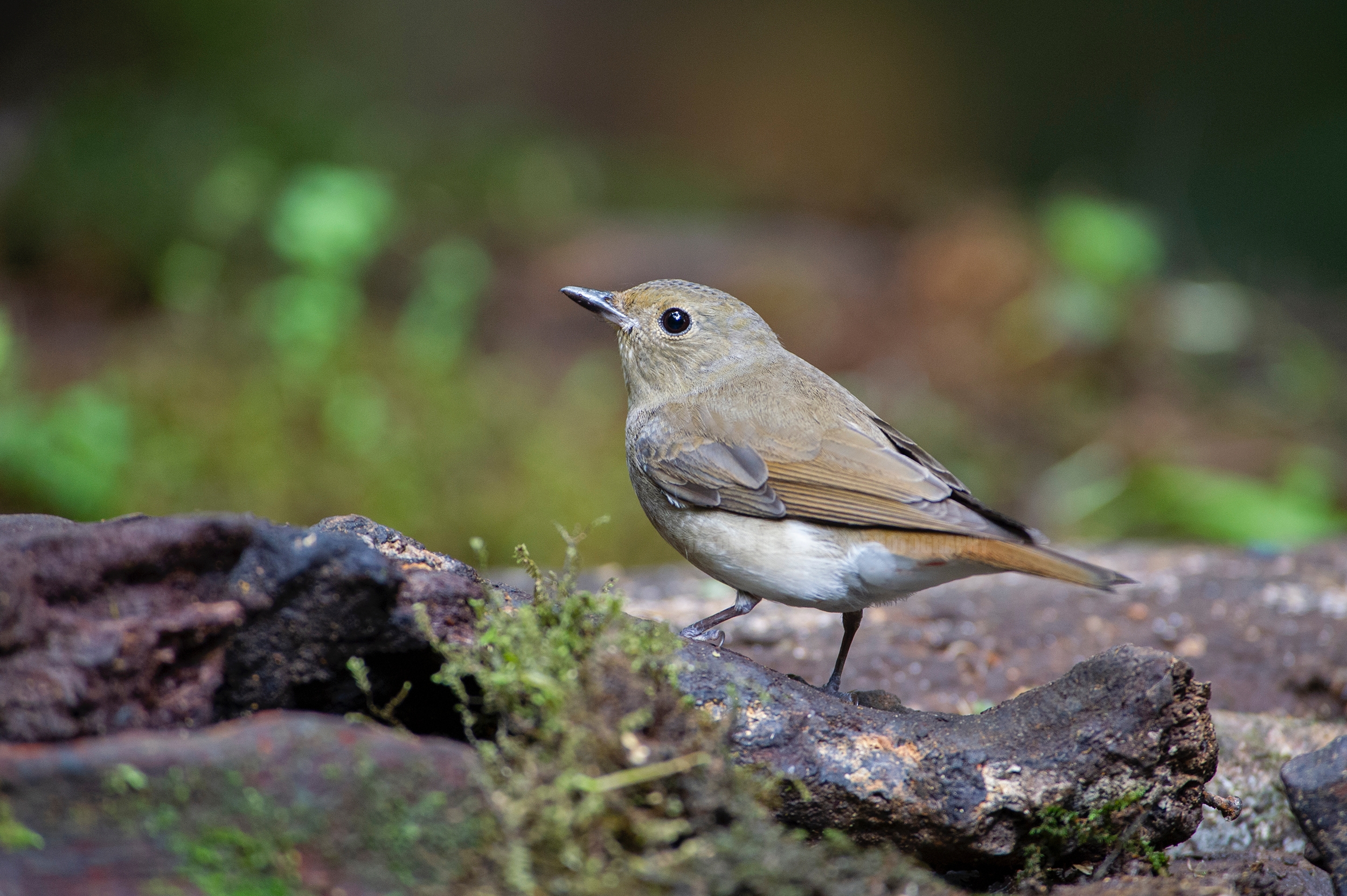 Crocker Jungle Flycatcher