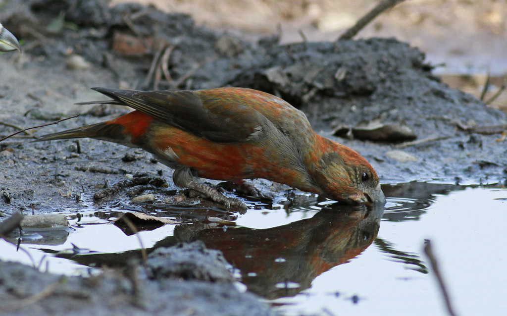 Crossbill drinking