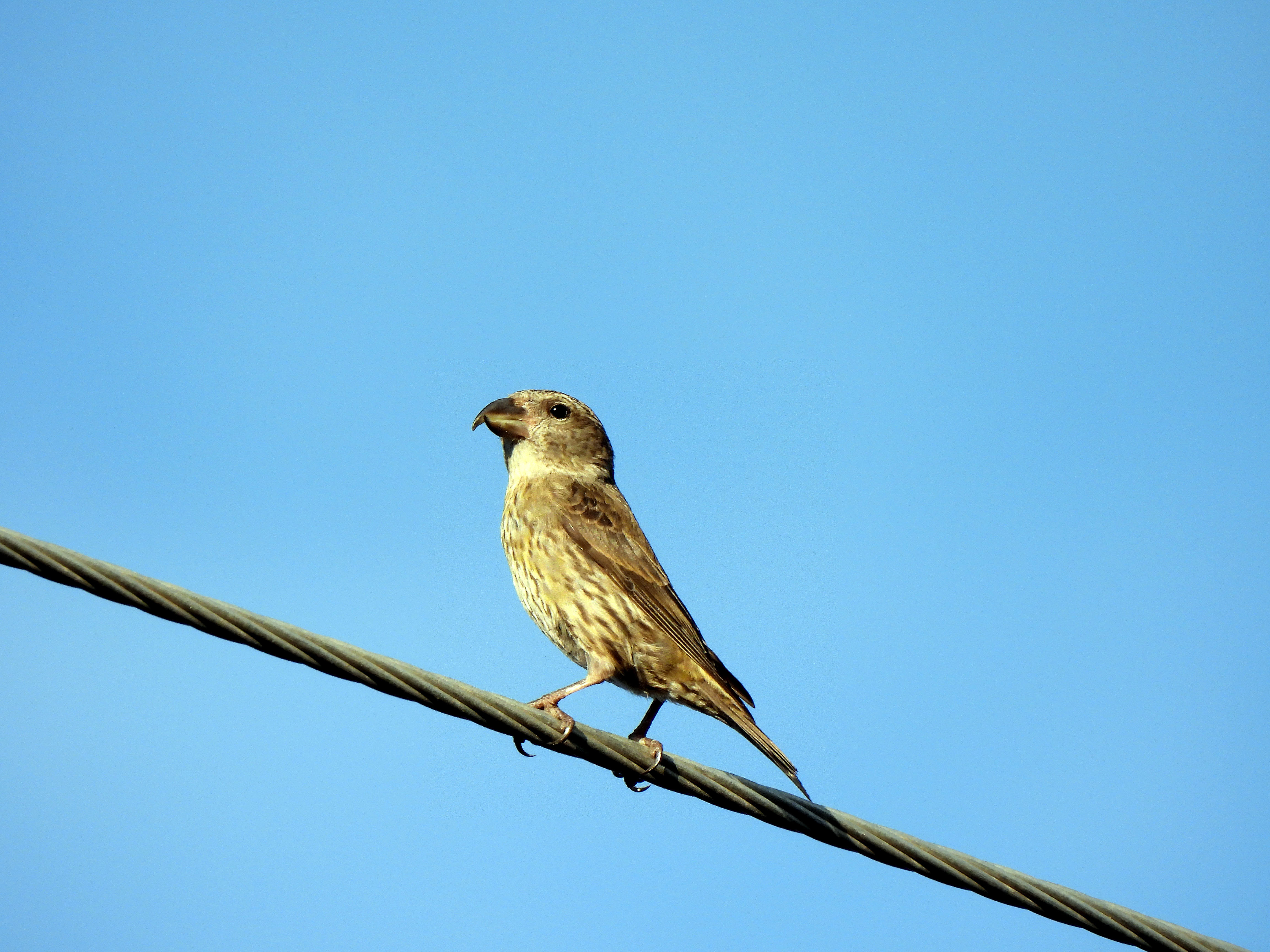 Crossbill Female.  0087.jpg