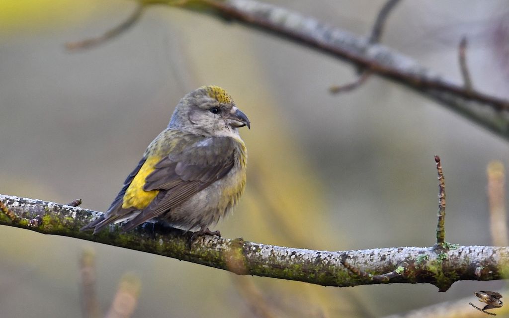 Crossbill Female