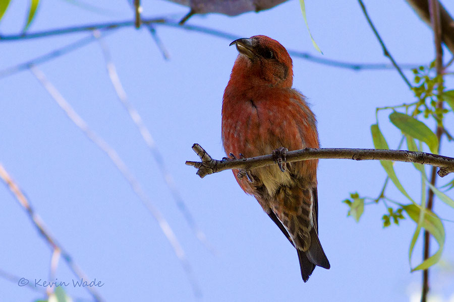 Crossbill