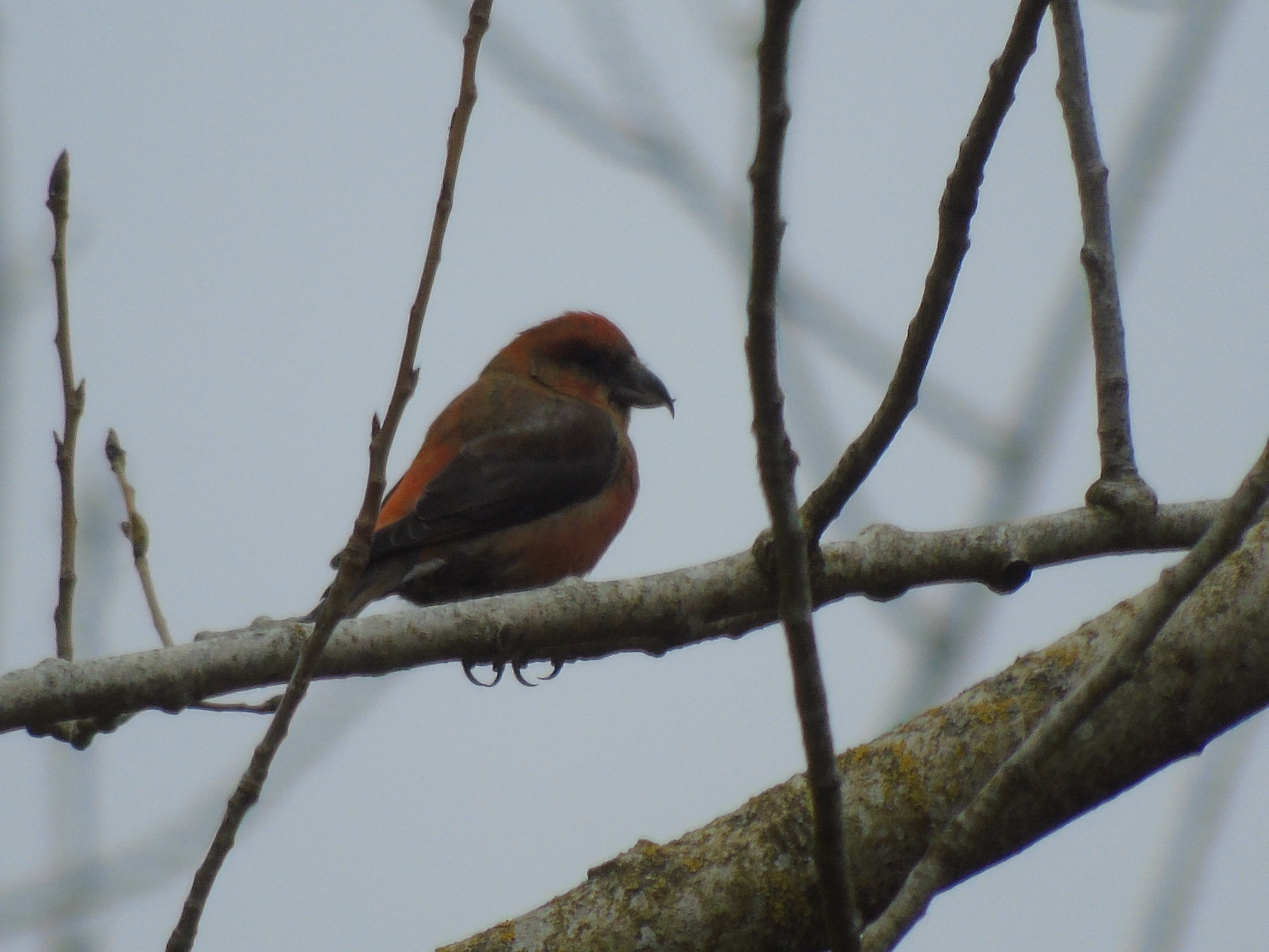 Crossbills save the day