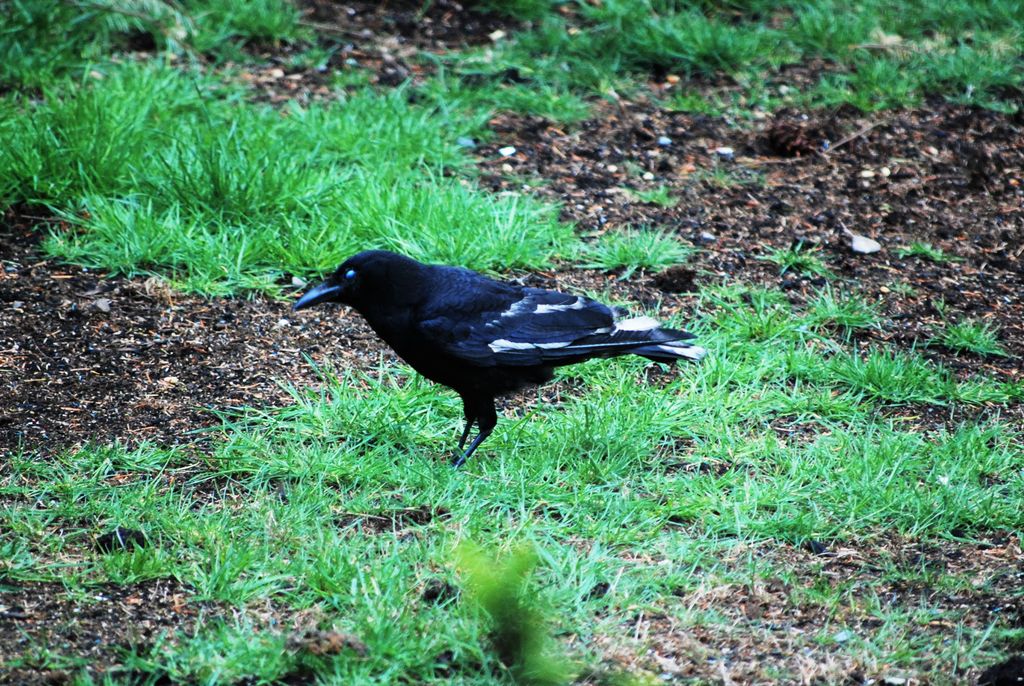 Crow with white feathers