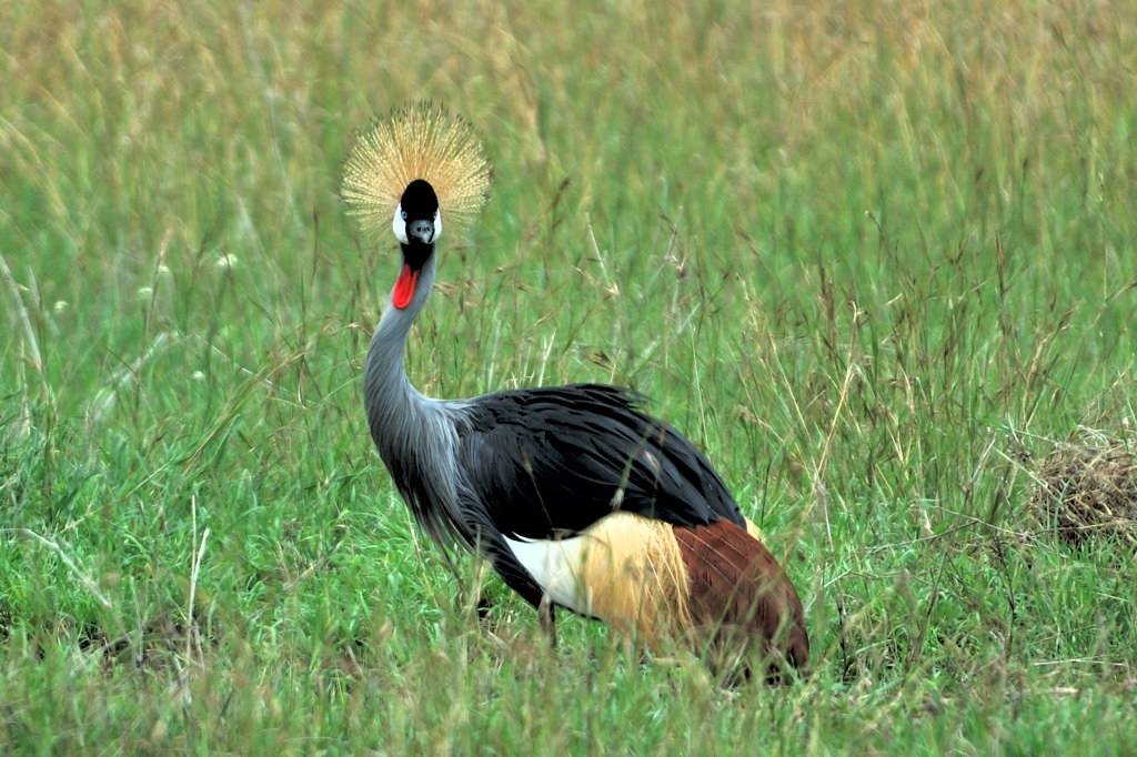 Crowned Crane (Balearica regulorum)