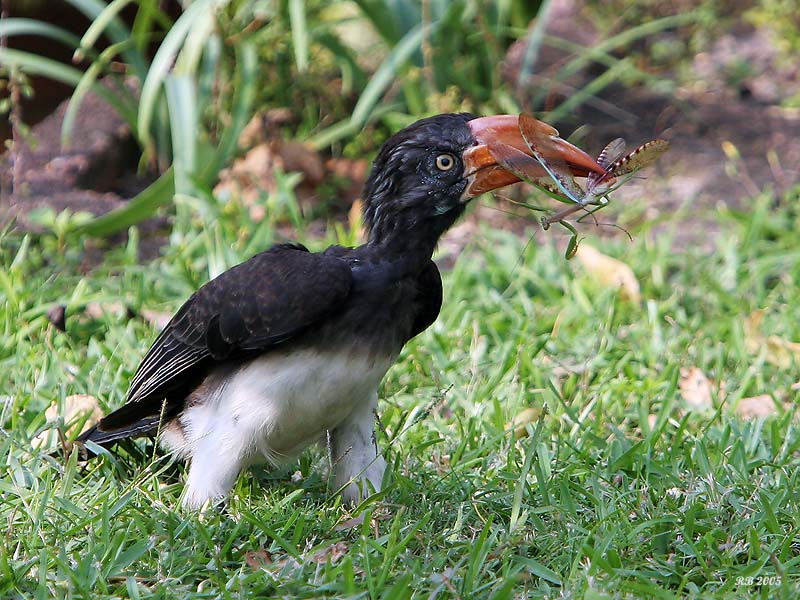 Crowned Hornbill