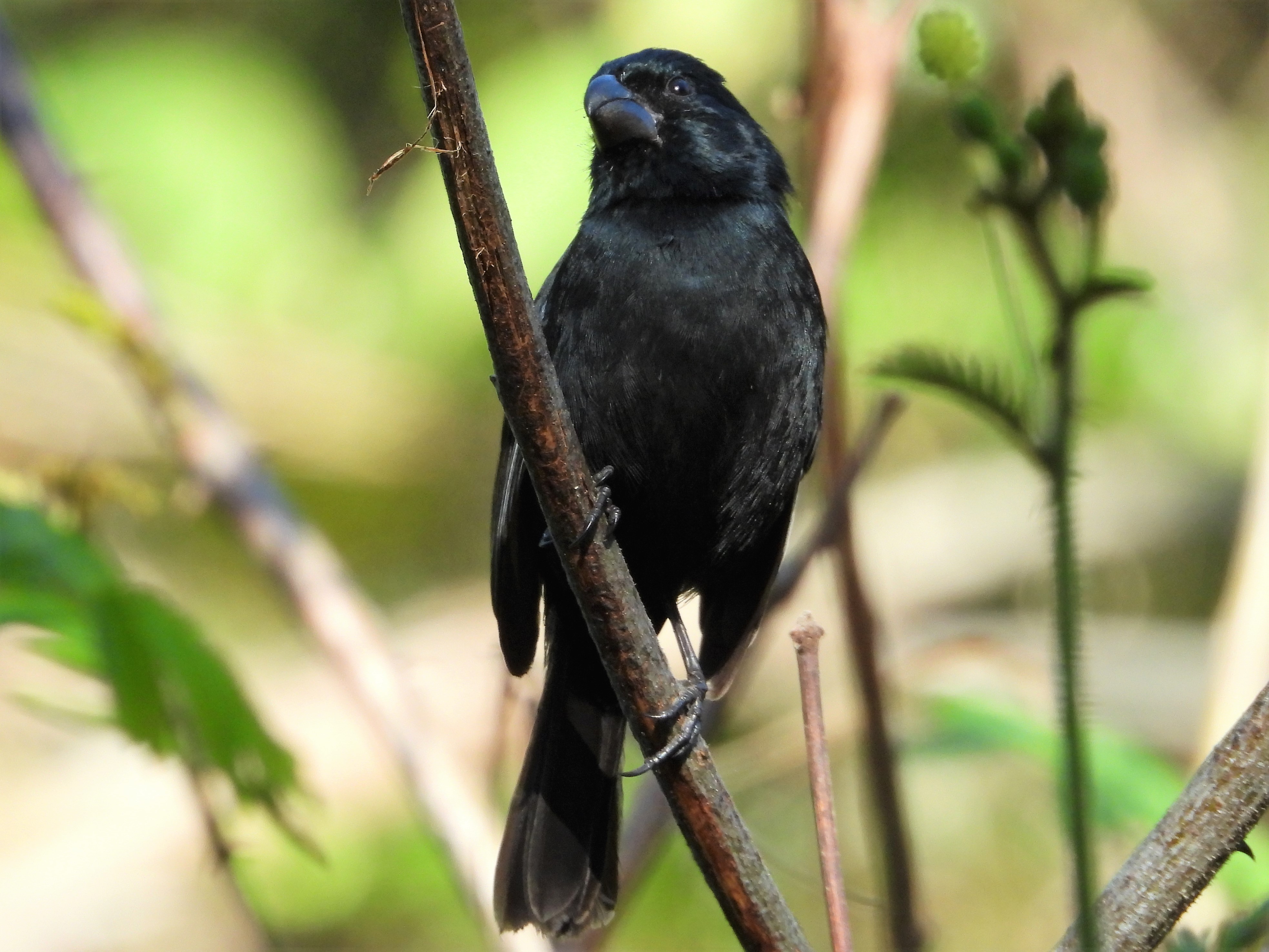 Cuban Bullfinch.JPG
