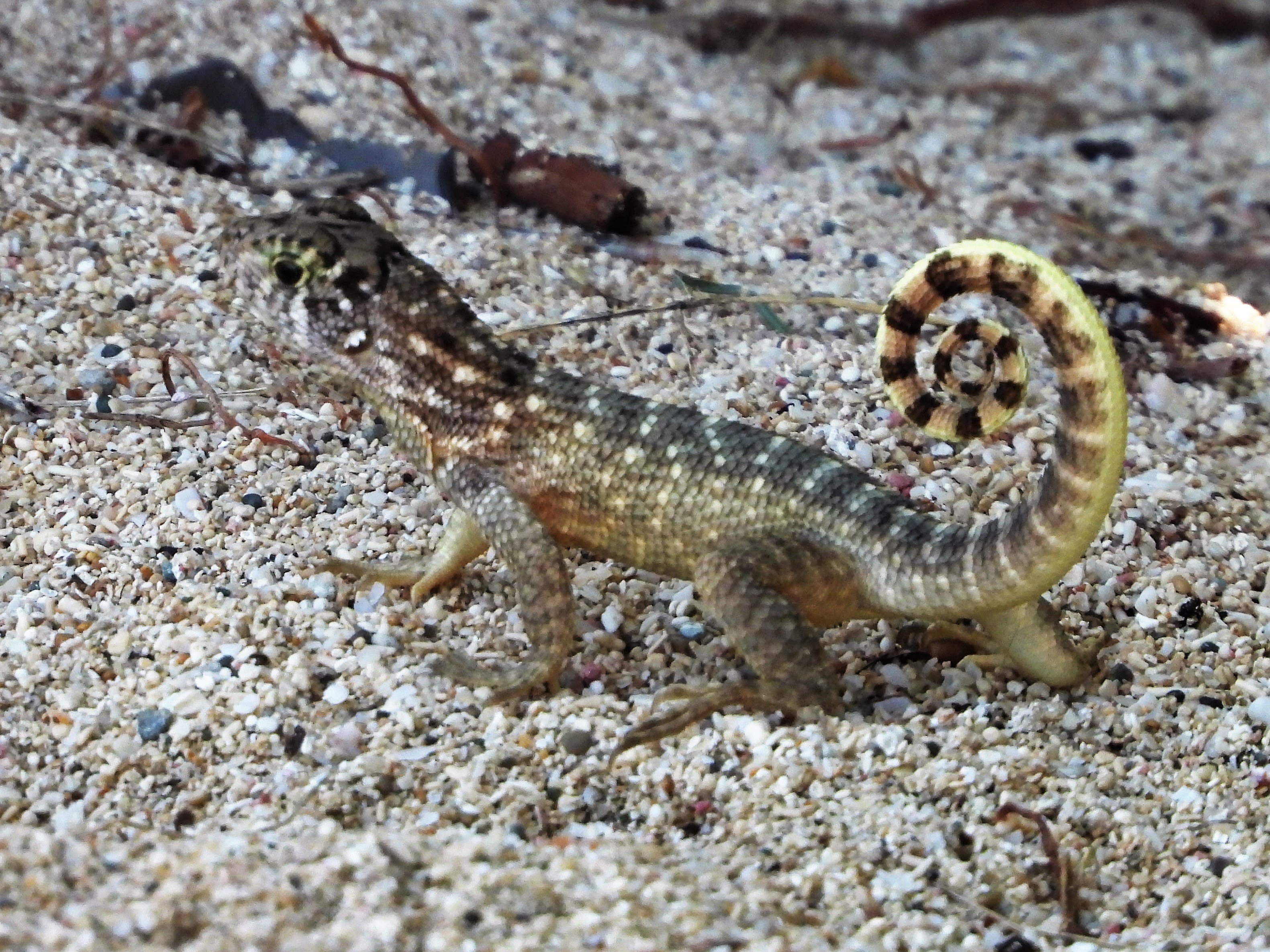 Cuban Curly tailed Lizard 1.JPG