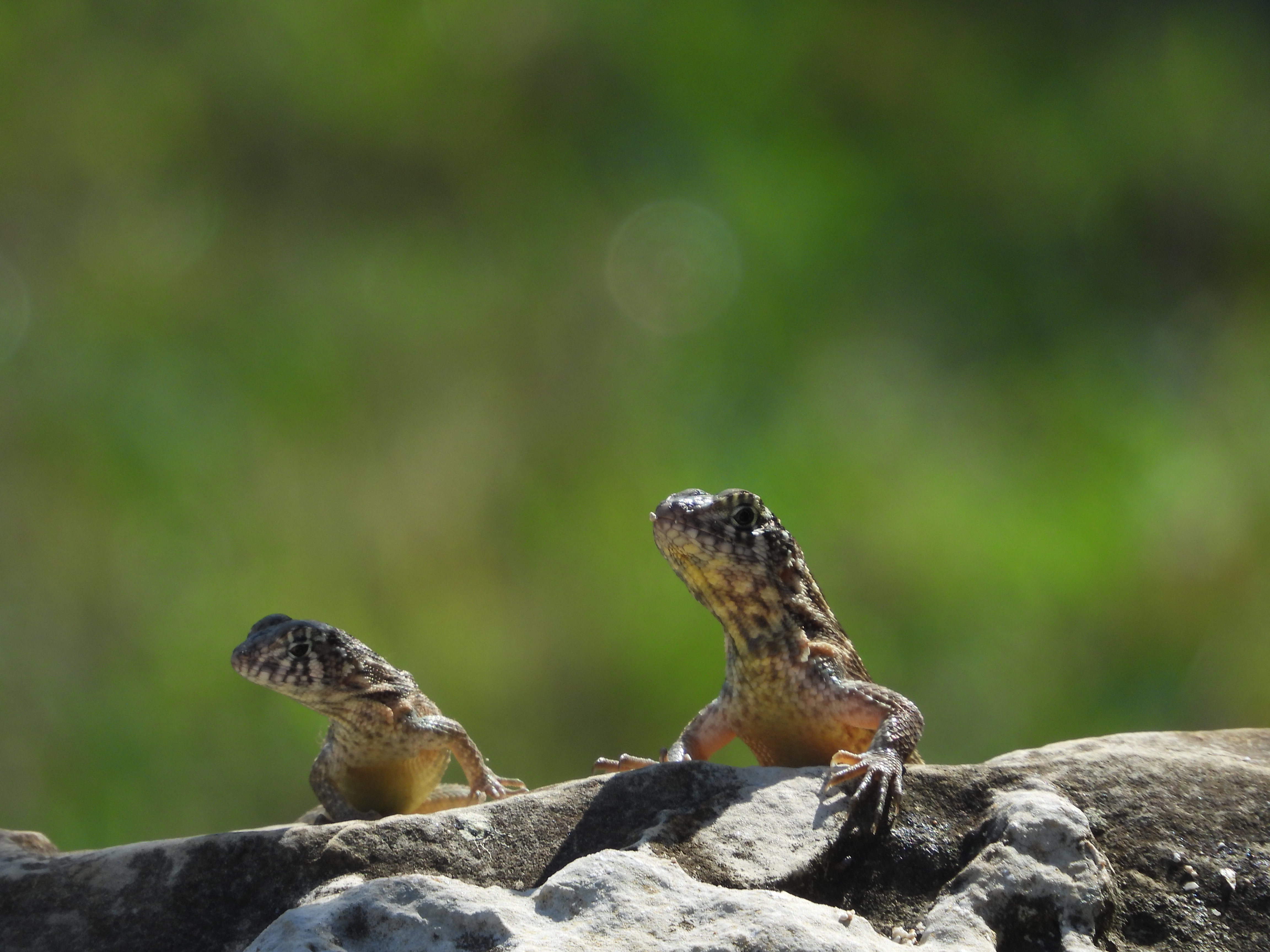 Cuban Curly tailed Lizard.JPG