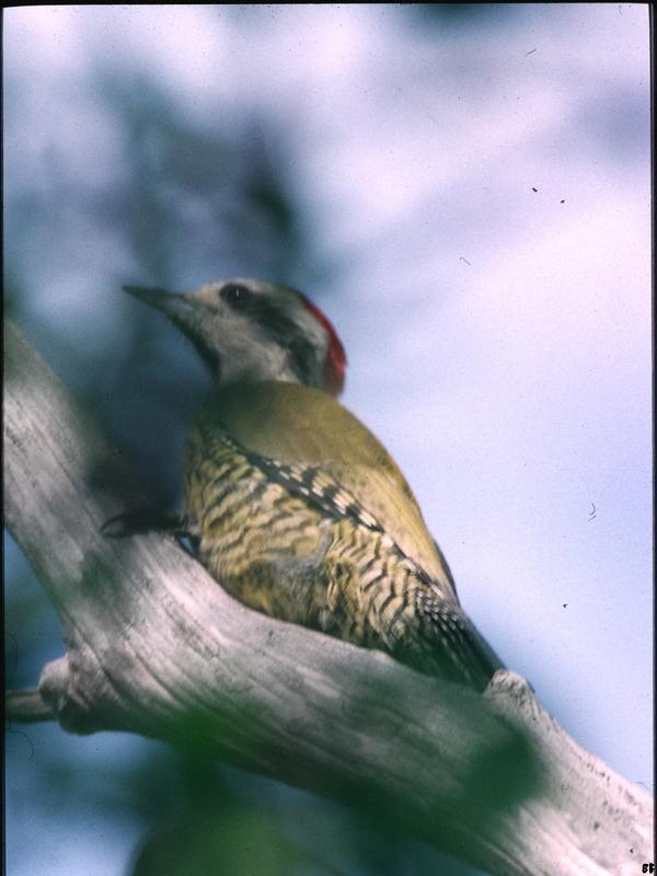 Cuban Green Woodpecker