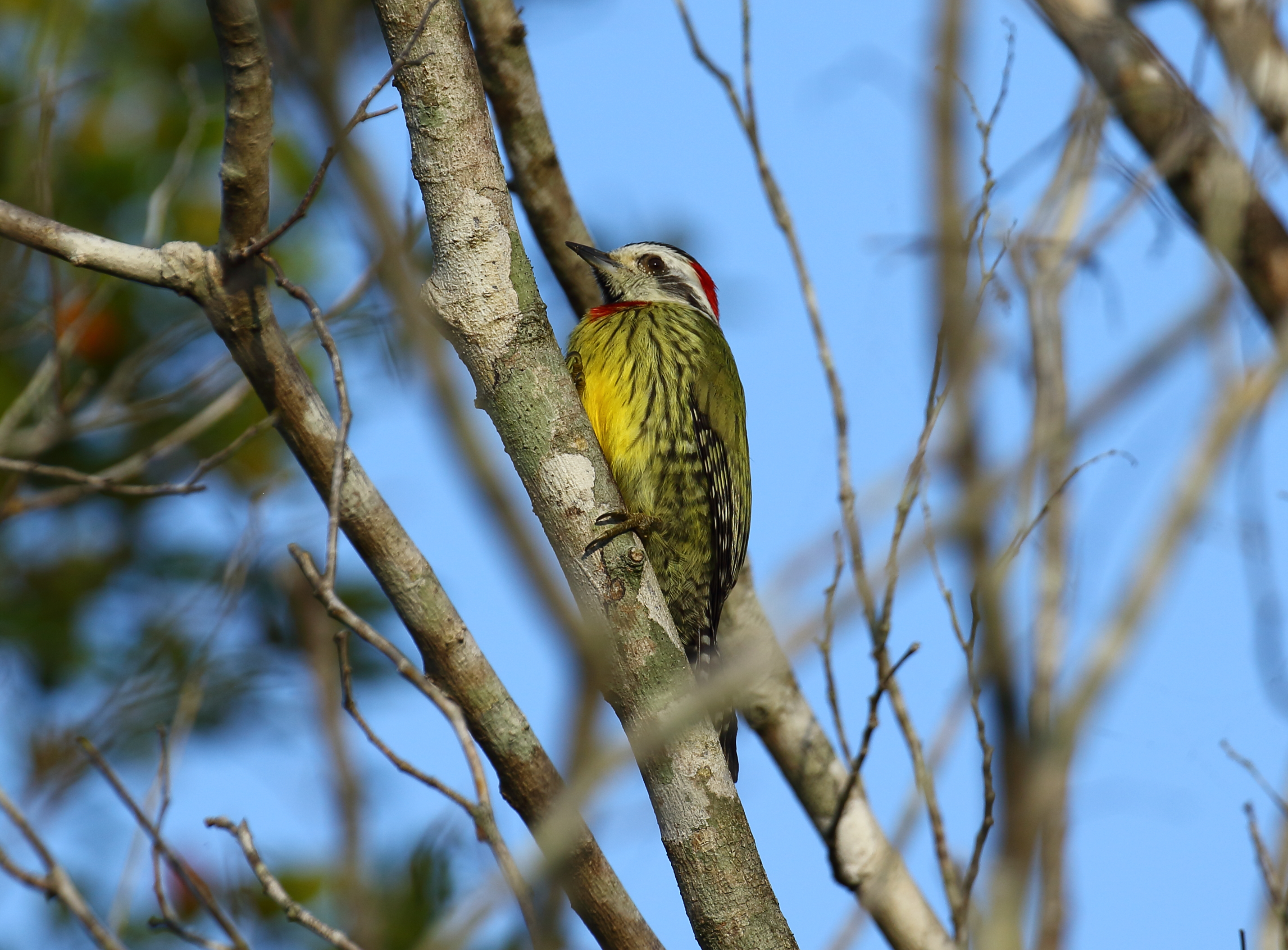 cuban greenwoodpecker.JPG