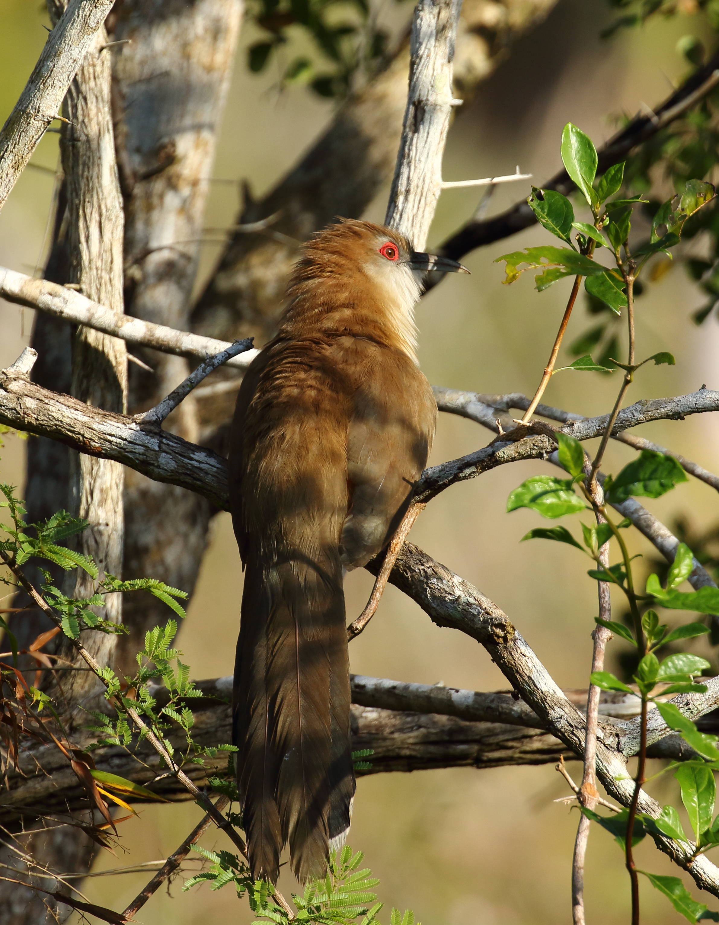 cuban lizard cuckoo.JPG