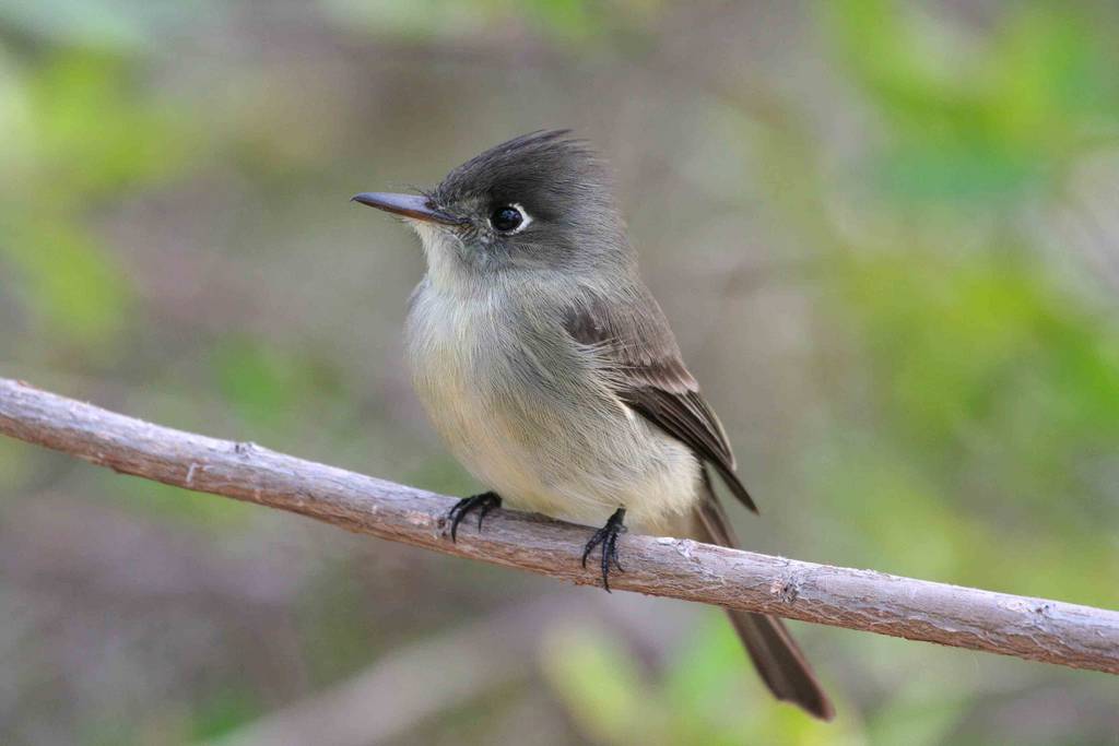 Cuban Pewee