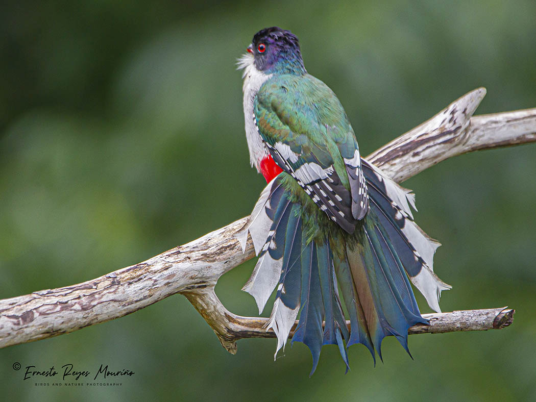 Cuban-Trogon.jpg