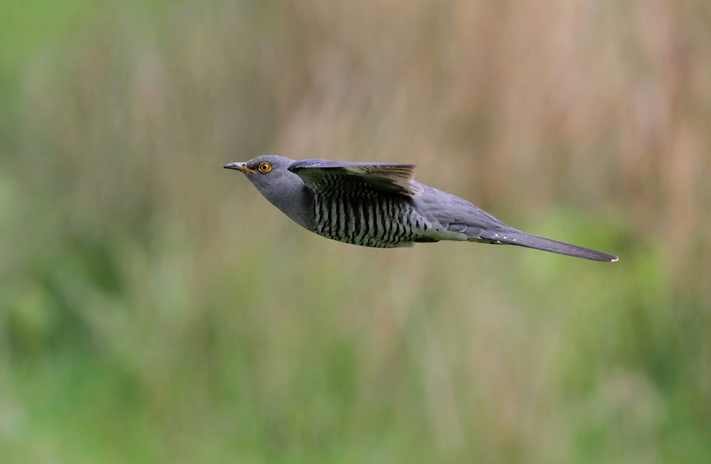 Cuckoo