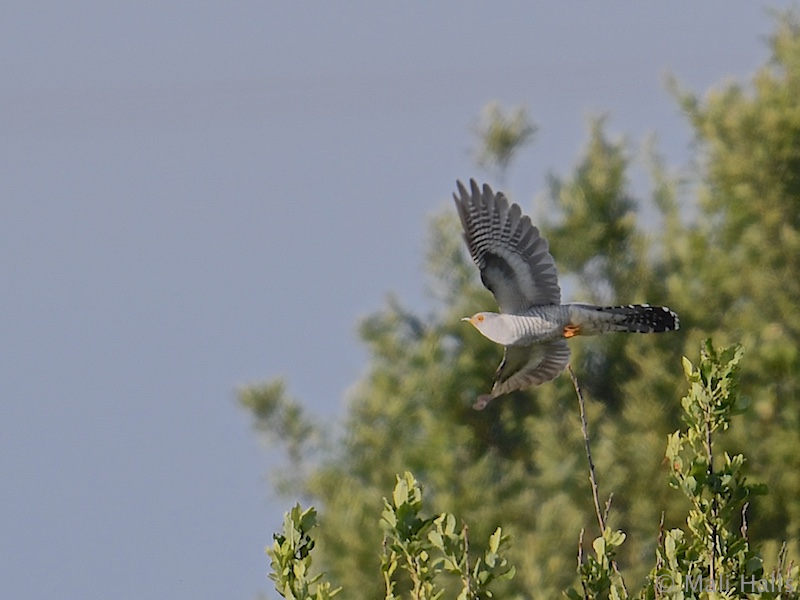 Cuckoo