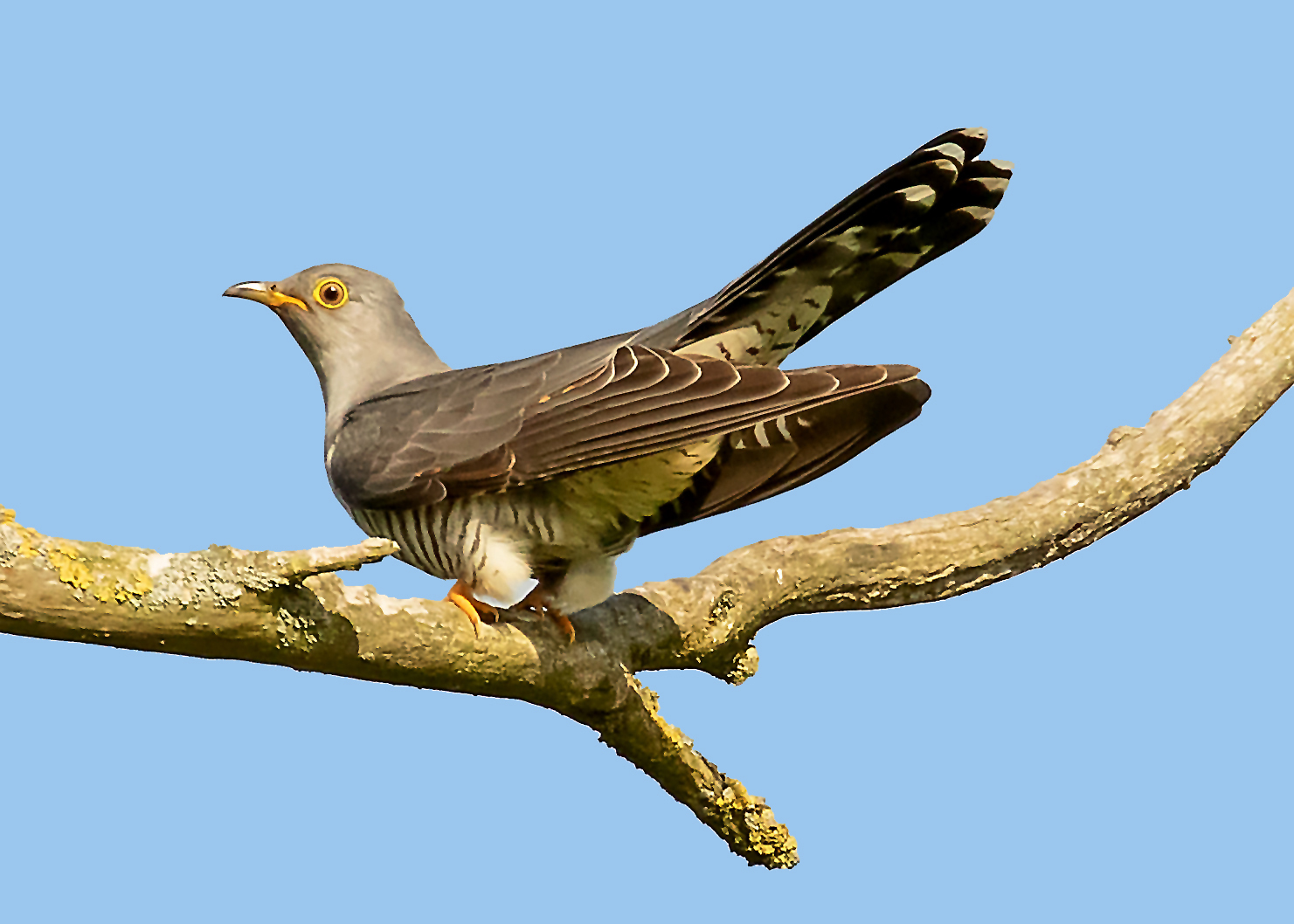 Cuckoo