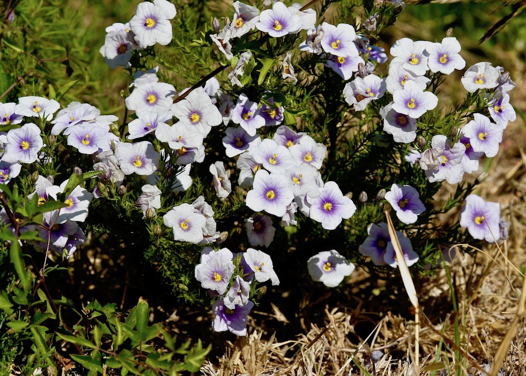 Cup Flower