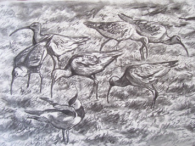 Curlew drawing