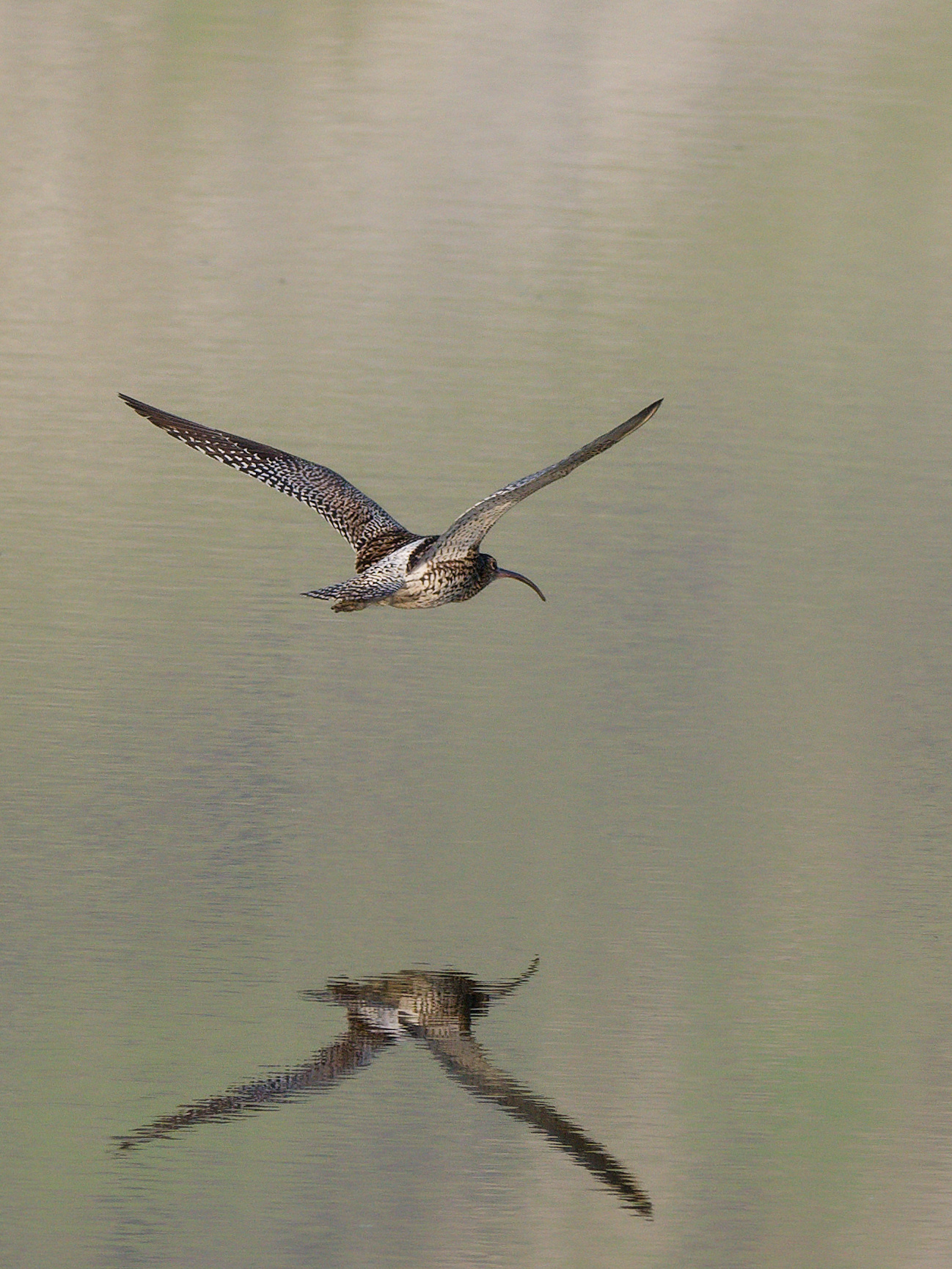 Curlew in flight