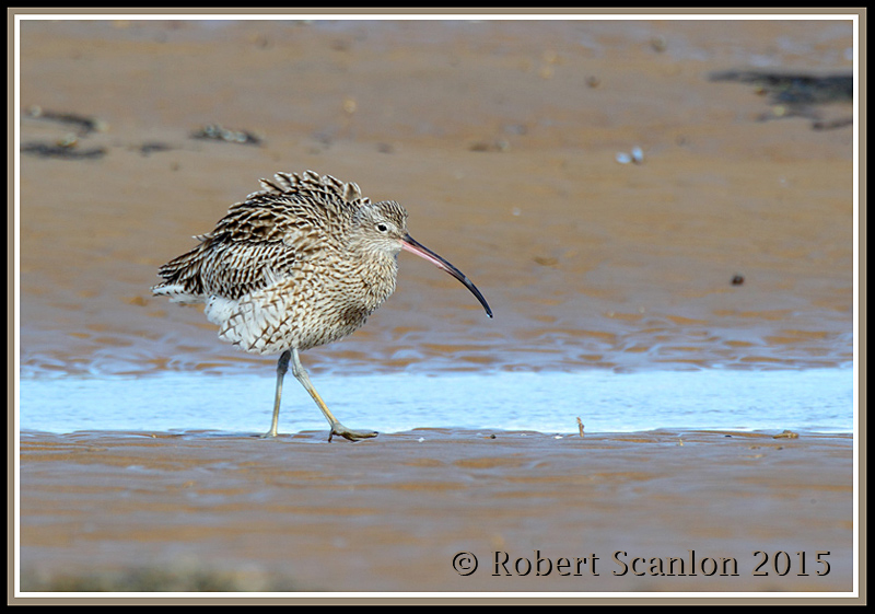 Curlew / Kiwi