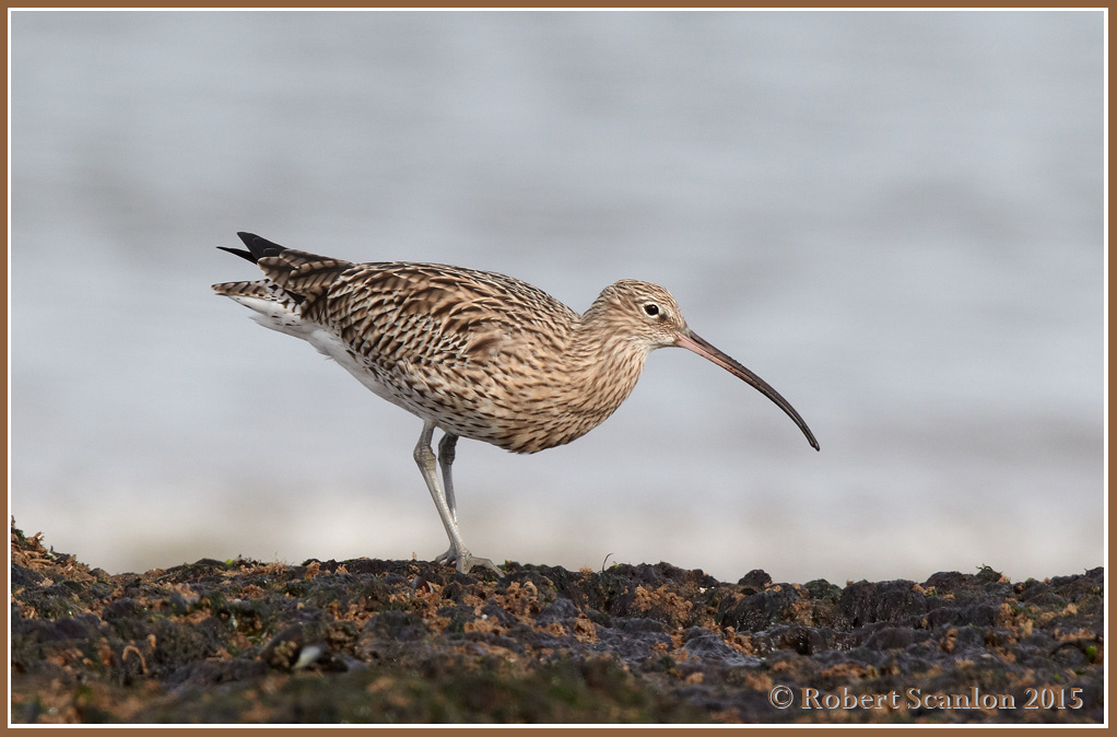 Curlew overload