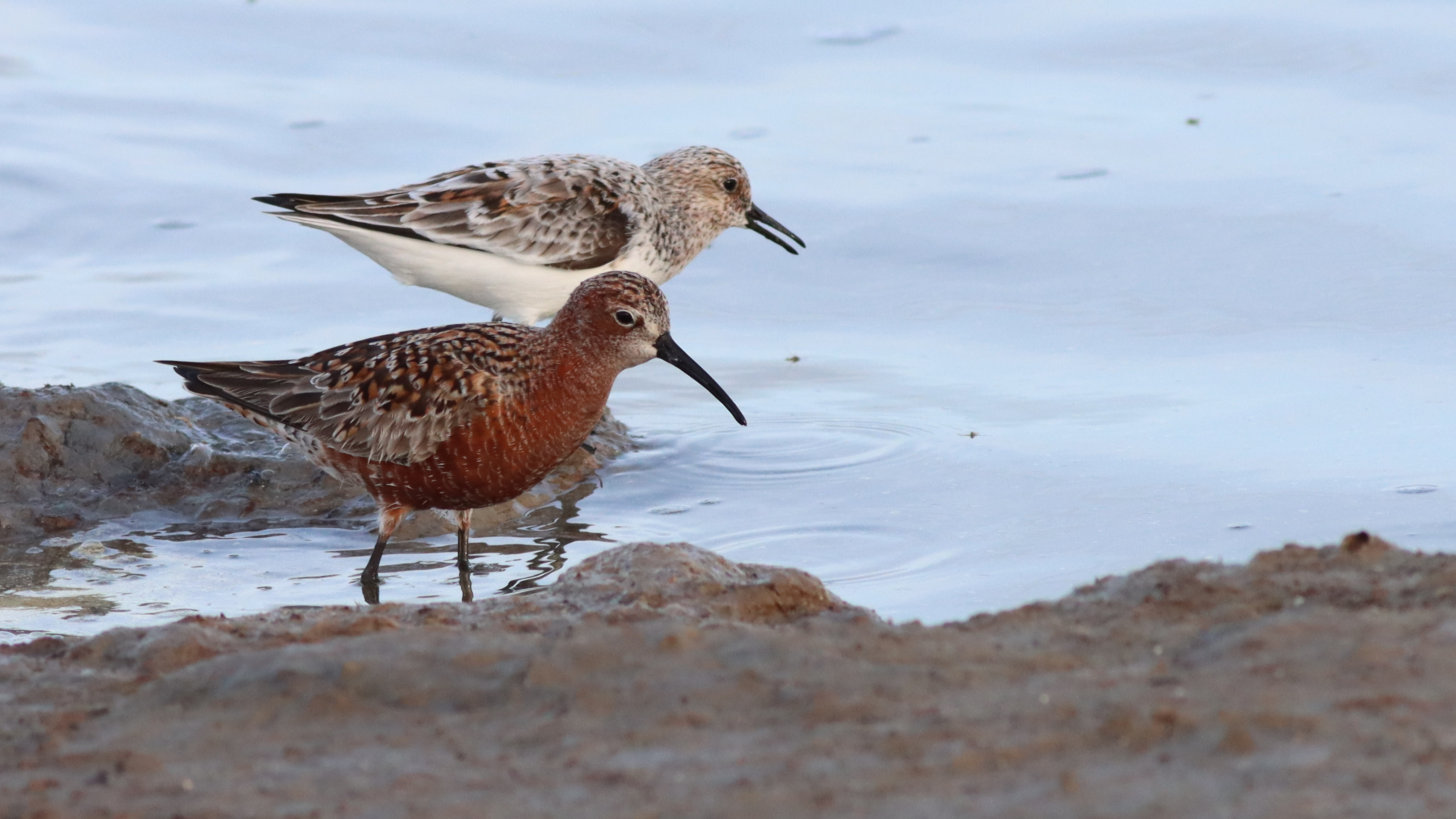 curlew sandpiper and sanderling