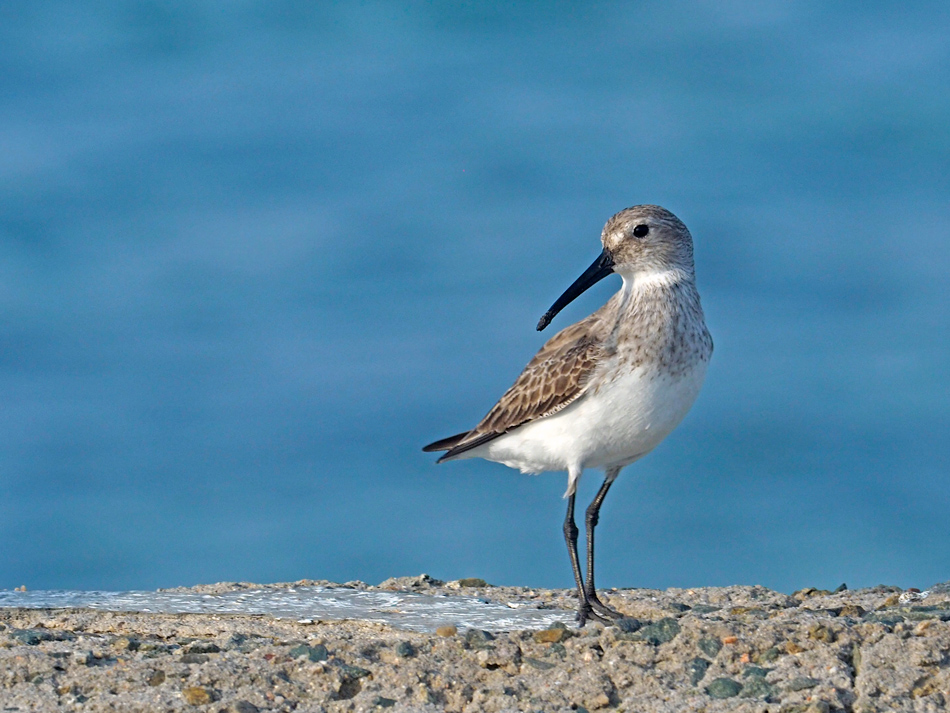 curlew sandpiper