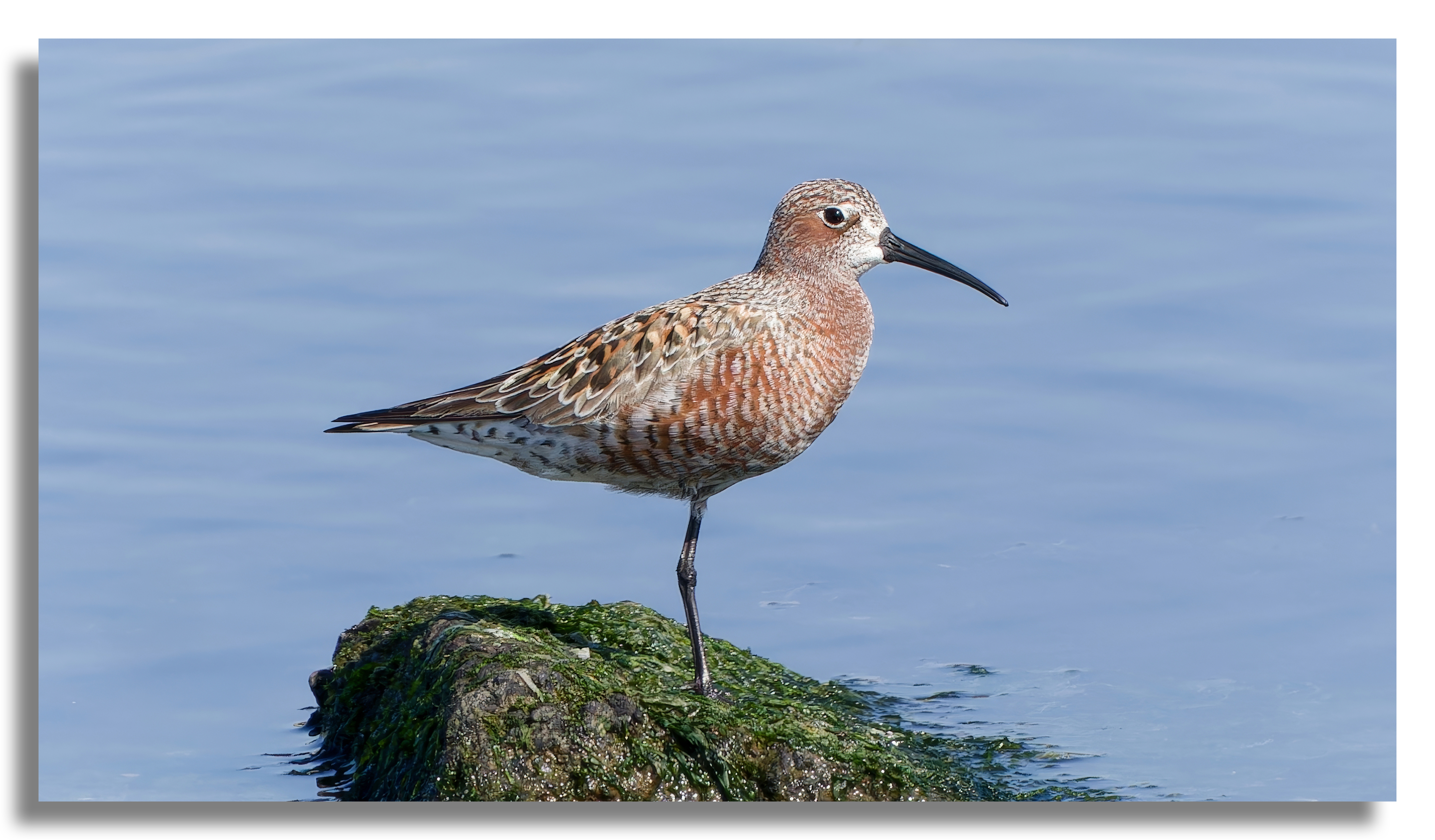 Curlew Sandpiper