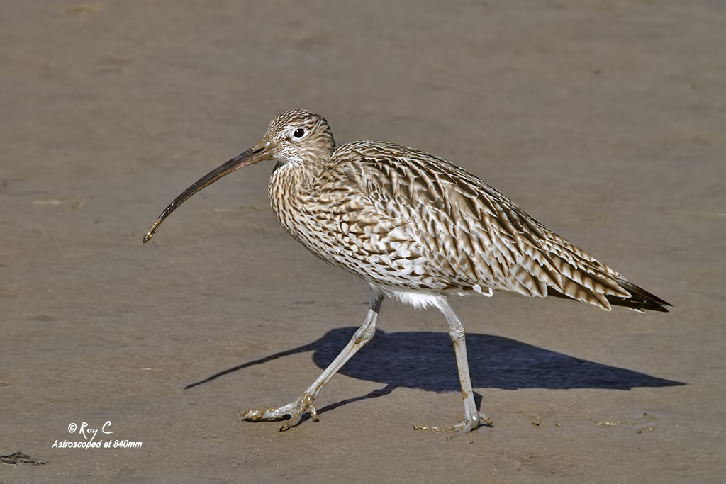 Curlew with the Poor Mans 840mm