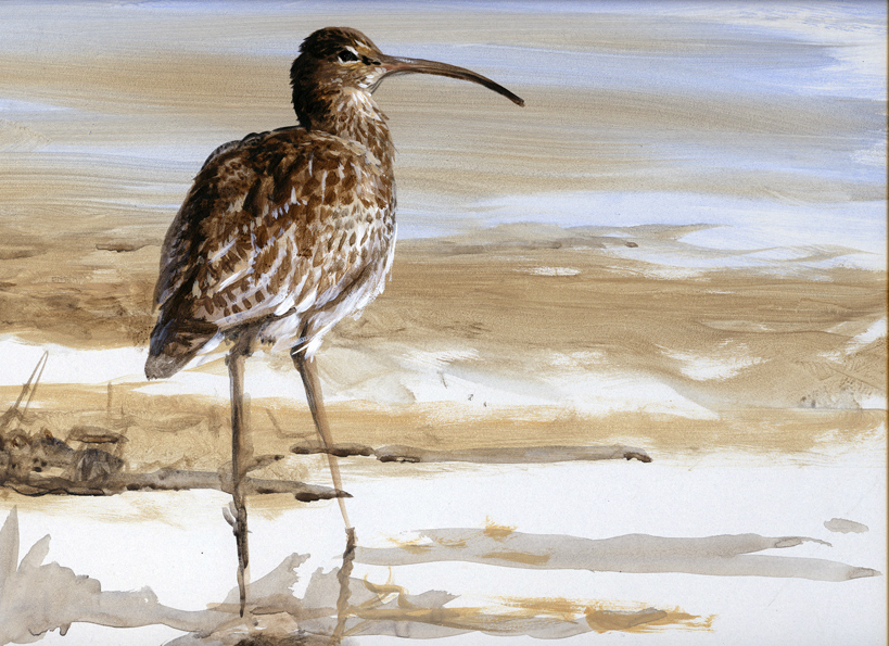 Curlew