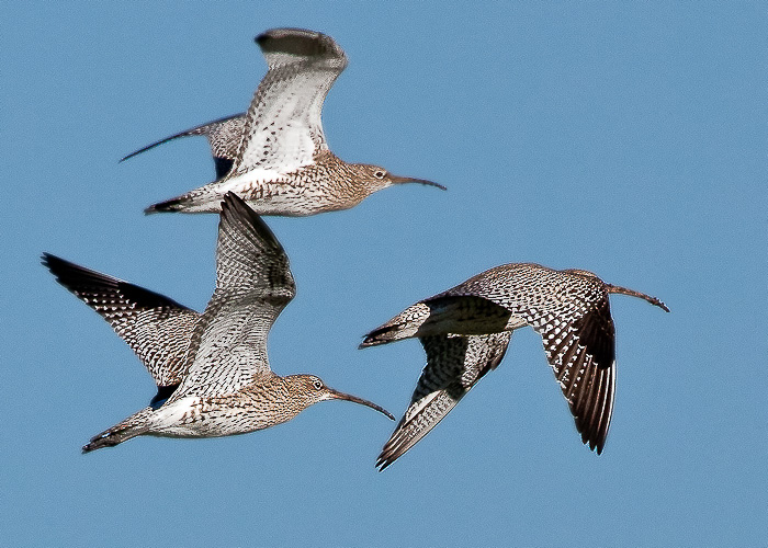 Curlew