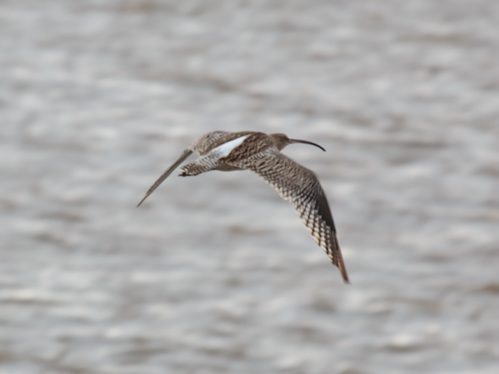 Curlew