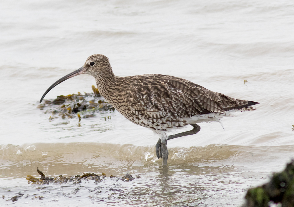 Curlew