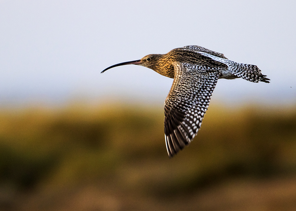 curlew