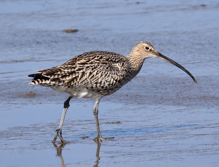 Curlew