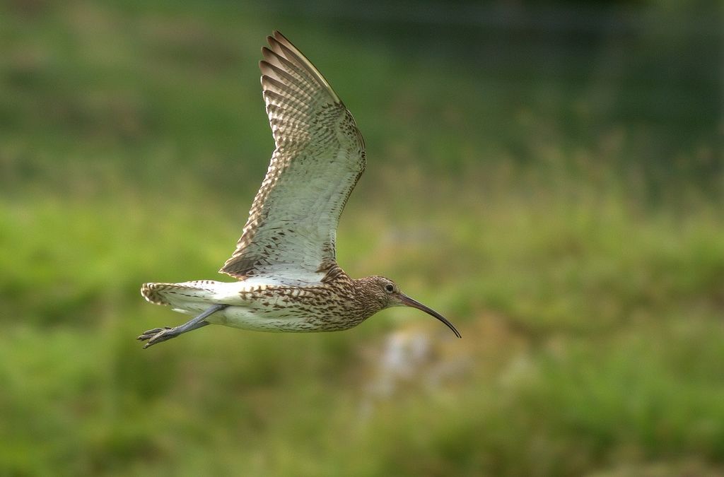 Curlew